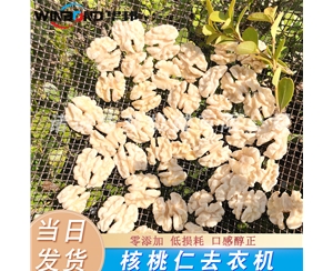 青島核桃仁去皮機 琥珀核桃仁去皮機 核桃仁深加工流水線